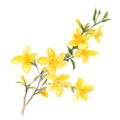 Captivating winter jasmine blooms natural garden watercolor clipart bright yellow flowers serene environment artistic viewpoint