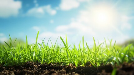 Fototapeta premium Vibrant grass field under a sunny sky.