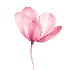 Single cyclamen bloom floral art studio watercolor clipart transparent background pastel gradients nature illustration