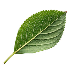 Obraz premium Leave on transparent background