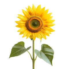 Fototapeta premium Vibrant Yellow Sunflower Blossom, Isolated White Background, Summer Bloom