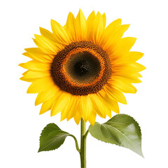 Obraz premium Vibrant Yellow Sunflower, Blooming, Isolated, White Background, Botanical, Summer, Nature, Flower, P