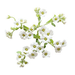 Obraz premium Elegant White Flowers, Delicate Petals, Spring Blooms, Botany, Nature, Floral Arrangement, Botanical