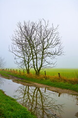 foggy day