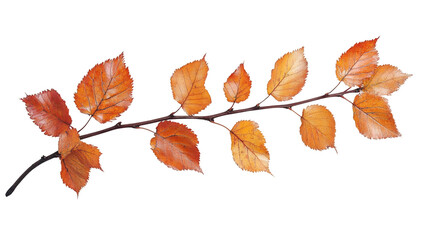 Thin branch with bright orange autumn leaves, isolated on transparent background, ideal for fall-themed designs