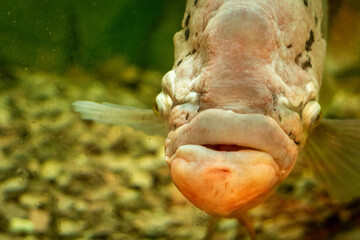 Front view of a giant gourami with kissy lips