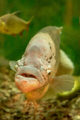 Front view of a giant gourami