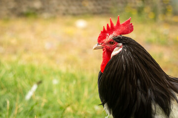 A rooster with a bright red comb