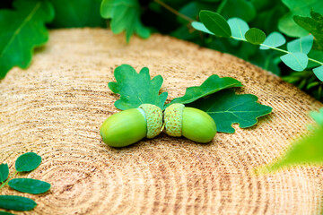 Symmetry of nature: oak acorns on a tree cut