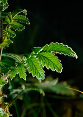 Light among greenery texture of nature