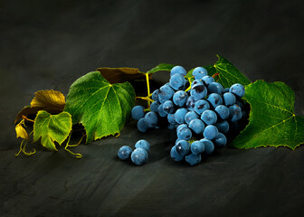 grapes on the vine are the freshness richness of the harvest