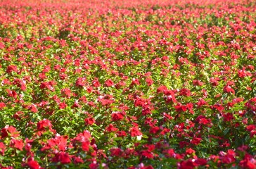 red Madagasgar periwinkle or Catharanthus roseus with drop of water blooming in garden