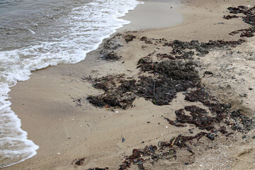 Rotting seaweed on the beach at Sopot, Poland