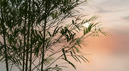 Bamboo canopy wallpaper on the sunset sky. 3D rendering