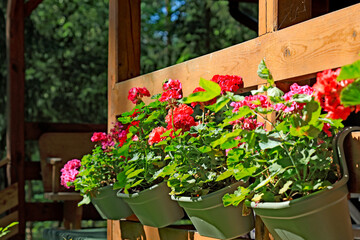 View of geraniums in bloom on wooden balustrade
