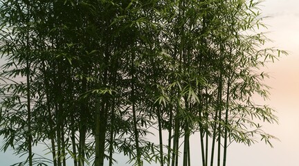 Bamboo canopy wallpaper on the sunset sky. 3D rendering