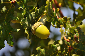 Green and tender acorn between the leaves of the tree
