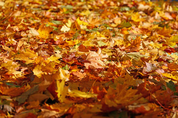 Maple leaves have fallen to the ground in autumn