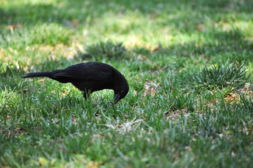 Blackbird looking for food on the ground