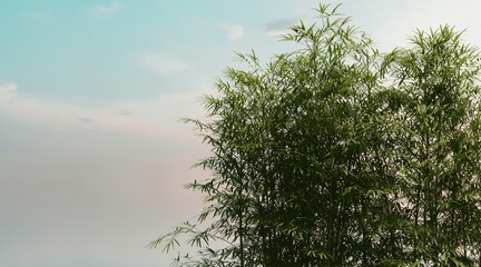 Bamboo canopy wallpaper on the sunset sky. 3D rendering