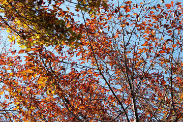 Beautiful red and yellow leaves in autumn forest bottom view. Trees with colorful foliage against the blue sky background.
