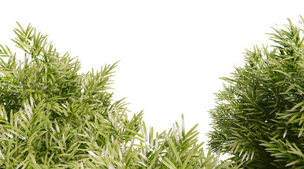 Bamboo foliage on transparent background PNG. 3D rendering