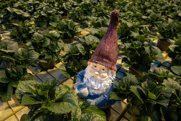 Stockholm, Sweden A small Santa gnome figure sits among growing plants in a greenhouse.