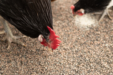 Cockrel picking for food in a yard