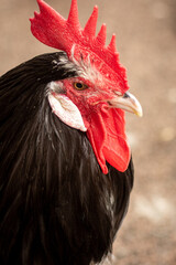A rooster with a red comb