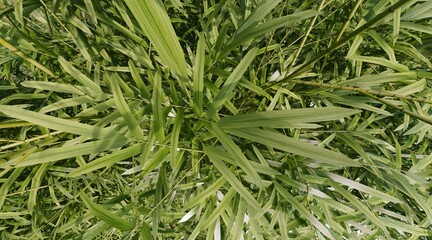 Bamboo foliage wallpaper. 3D rendering