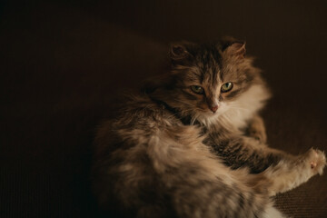portrait of a cat with green eyes and long fur