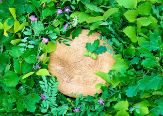 The tree stump and leaves background with oak acorns