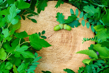 The tree stump and leaves background with oak acorns