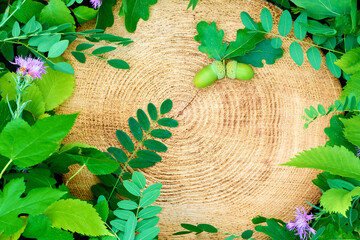 The tree stump and leaves background with oak acorns