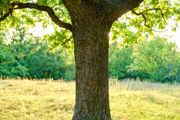 oak tree in the forest in the golden glow of the setting sun