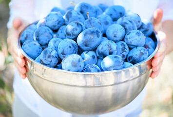 A large bowl filled with freshly picked ripe blue plums,