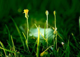 Light among greenery texture of nature
