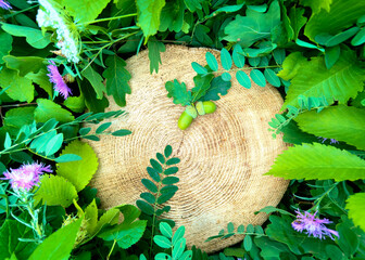 The tree stump and leaves background with oak acorns