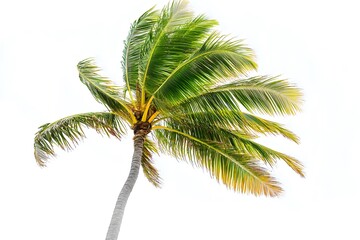 Palm Tree Swaying Gently in Breeze