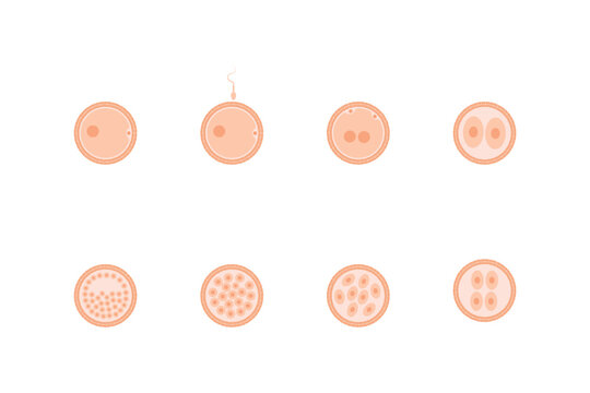 Embryo Development Stages Science Design. Vector Illustration.