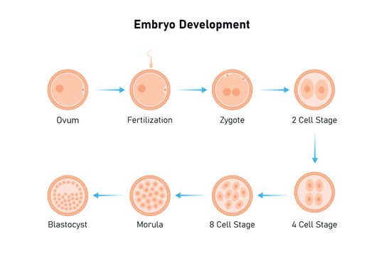 Embryo Development Stages Science Design. Vector Illustration.