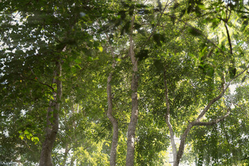 Obraz premium sunshine with trees in the forest