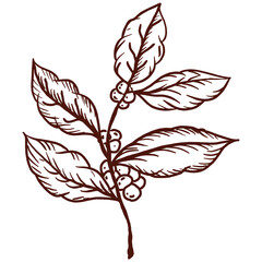Fototapeta premium Hand-Drawn Coffee Plant Illustration
