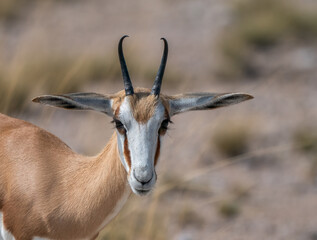 Fototapeta premium Close-Up of a Graceful Antelope in its Natural Grassland Habitat