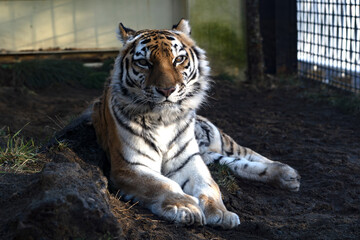 The Noble Tiger’s Gentle, Captivating Gaze