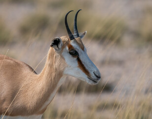 Close-Up of a Graceful Antelope in its Natural Grassland Habitat