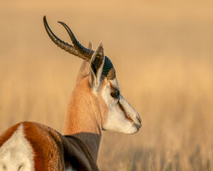 Close-Up of a Graceful Antelope in a Natural Habitat