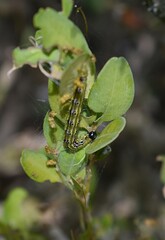 Gros plan de la chenille de la Pyrale du buis, Box Tree Moth (Cydalima perspectalis) dans son milieu naturel.
