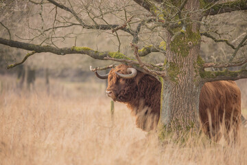Scottish highlander bull under a tree