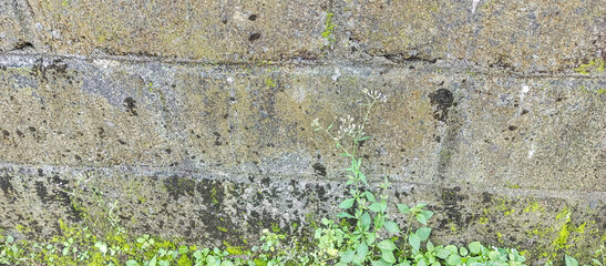 moss on stone wall